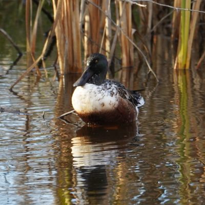 Northern shoveler