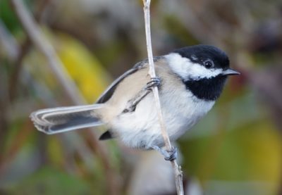 Chickadee on a twig