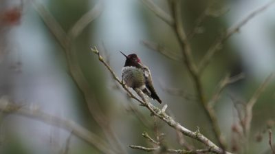 Anna's hummingbird