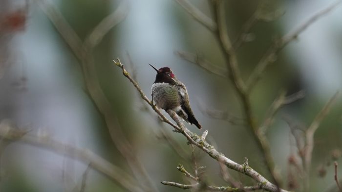 Anna's hummingbird