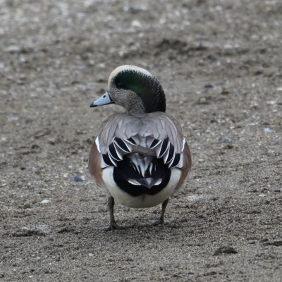 American wigeon