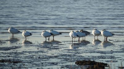 Napping snow geese