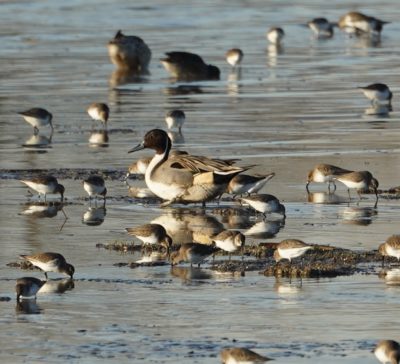 pintails and dunlins