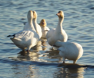 snow geese