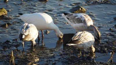 digging snow geese