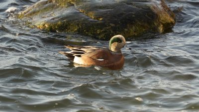 Wigeon in sunlight