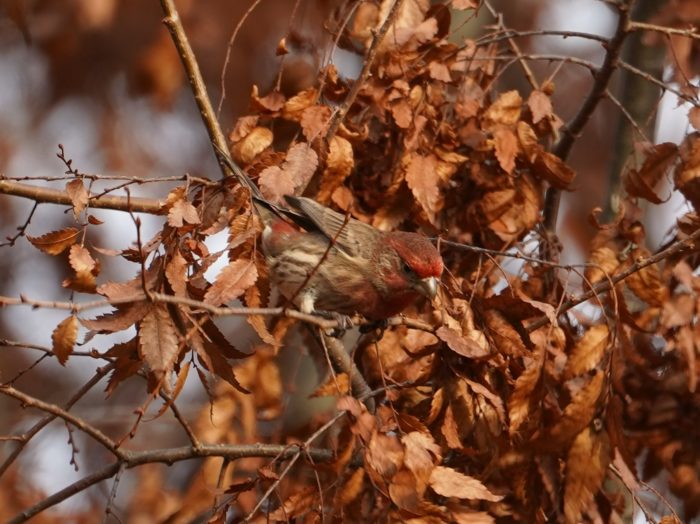 Male house finch