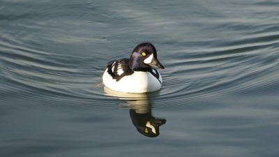 Barrow's goldeneye