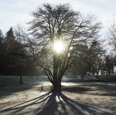 Sun behind tree