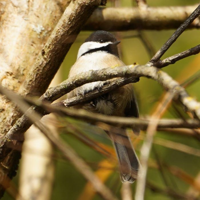 Chickadee