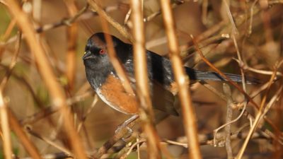 Spotted towhee