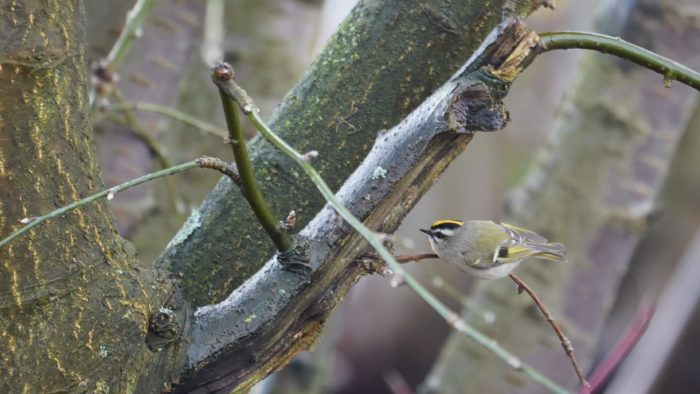 Golden-crowned kinglet