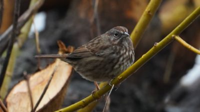 Song sparrow