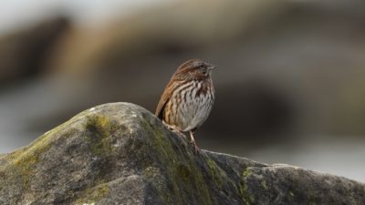 Song sparrow on the beach