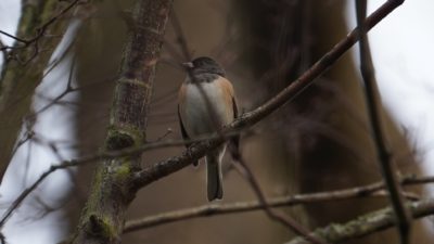 Dark-eyed junco