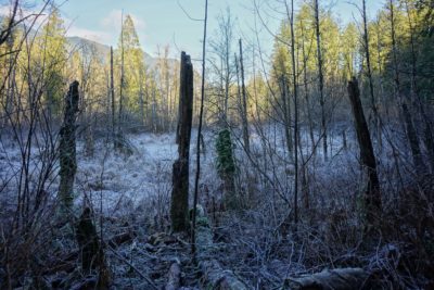 Frosty park