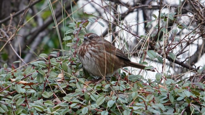 Song sparrow