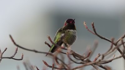 hummingbird