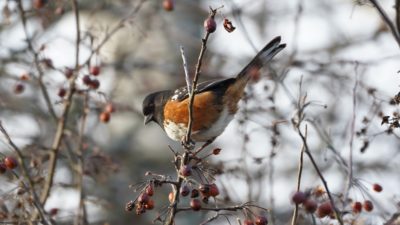 spotted towhee eating berries