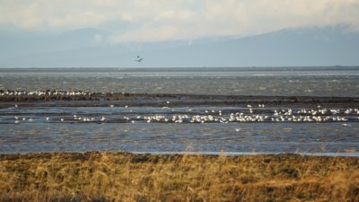 Seagulls resting