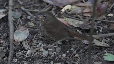 Fox sparrow