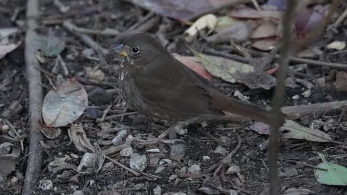 Fox sparrow