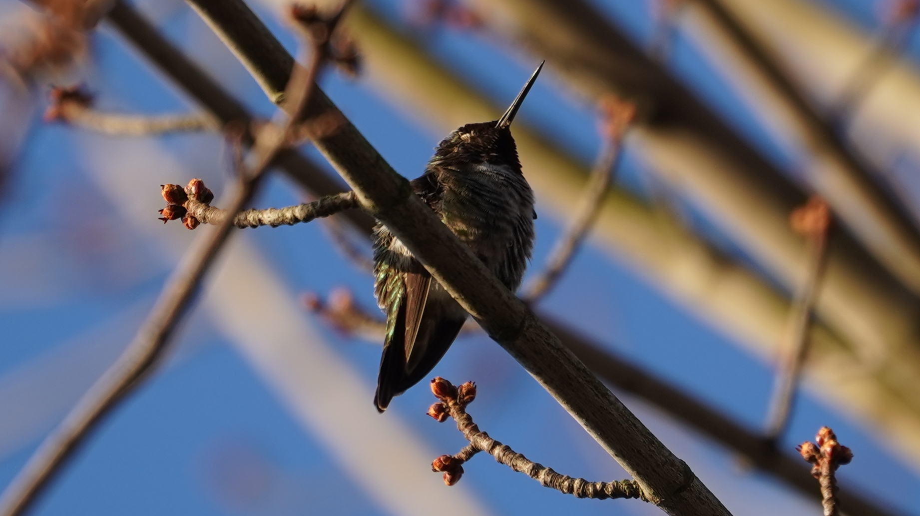 Hummingbird