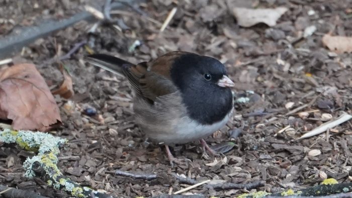 Dark-eyed junco