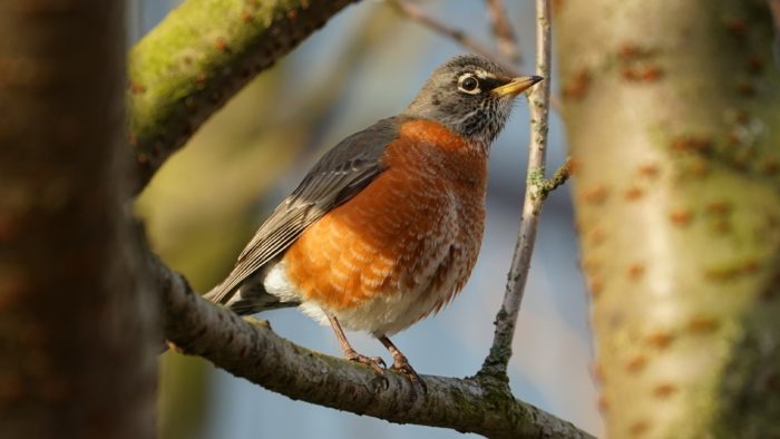 Robin in sunlight