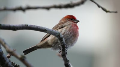 House finch