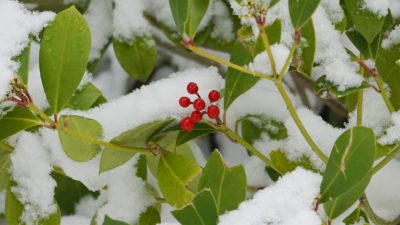 Red berries