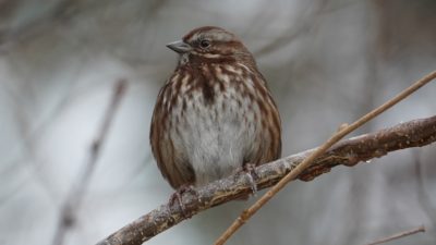 Song sparrow