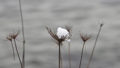 Clump of snow