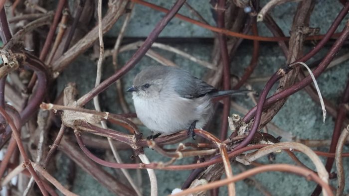 Bushtit