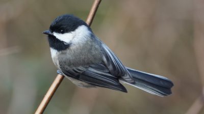 Chickadee