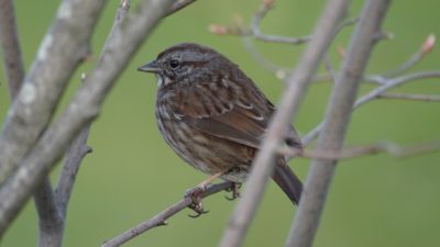 Song sparrow