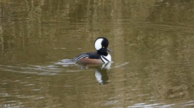 Hooded merganser