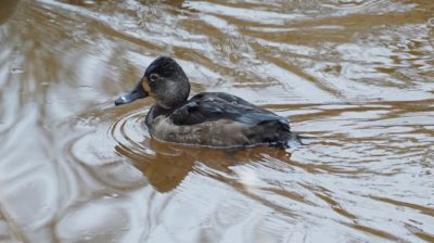 Ring-necked duck