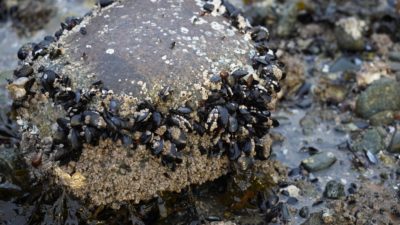 Rock with barnacles