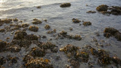 water and rocks