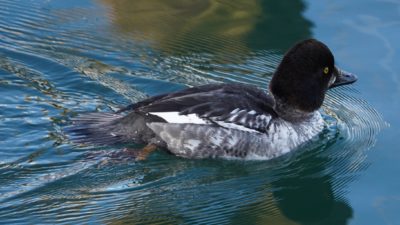 Common goldeneye