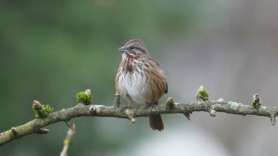 Song sparrow