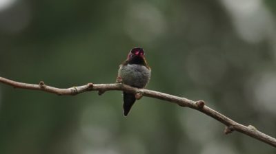 hummingbird