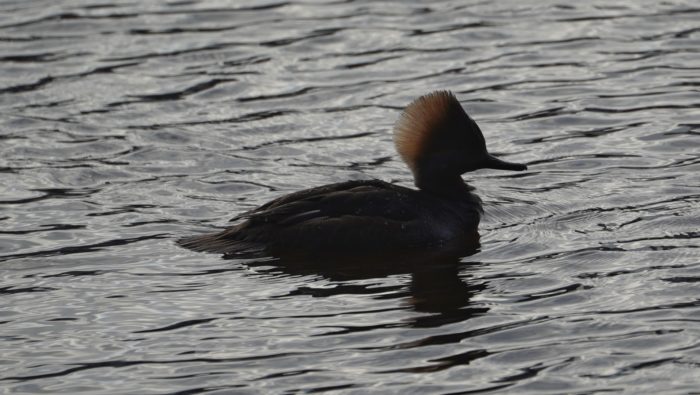 Female hooded merganser