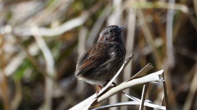 Song sparrow