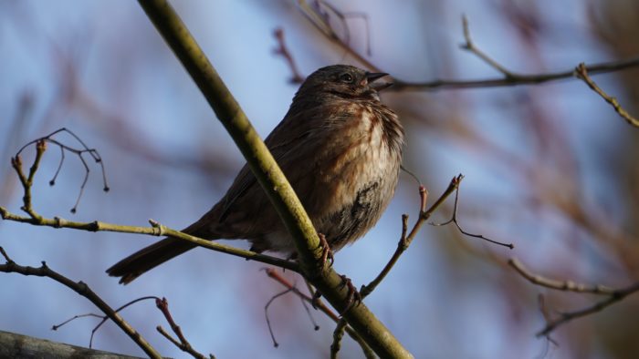 Song sparrow