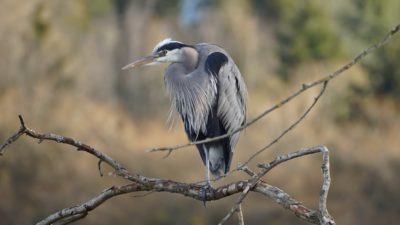 Great blue heron