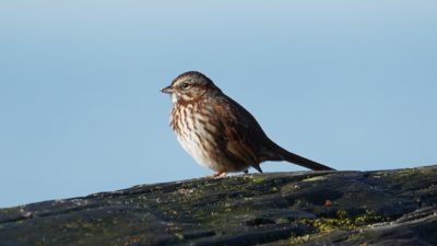 Song sparrow