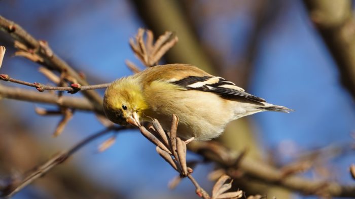 Goldfinch