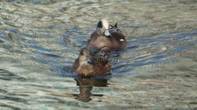 Wigeon couple